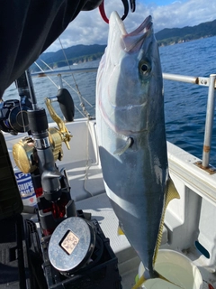 ワラサの釣果