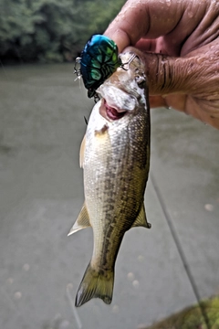 ラージマウスバスの釣果