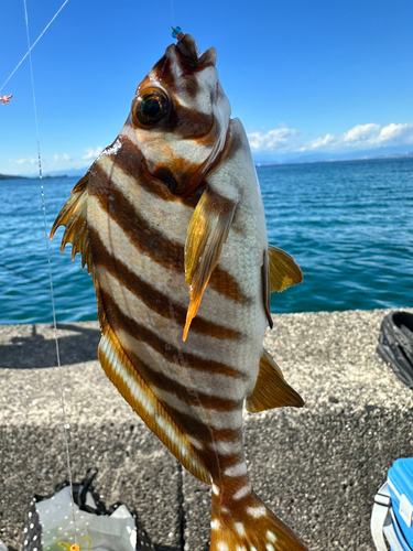 タカノハダイの釣果