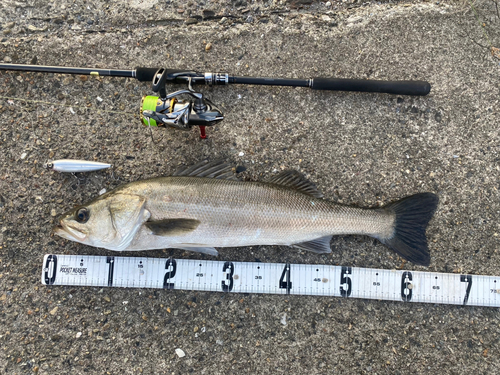 シーバスの釣果