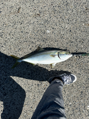 ヤズの釣果