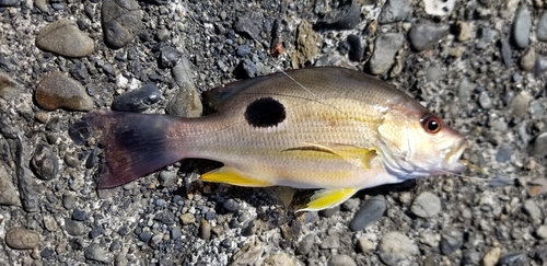 クロホシフエダイの釣果