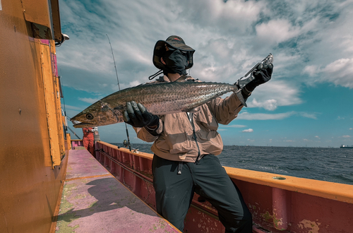 サワラの釣果