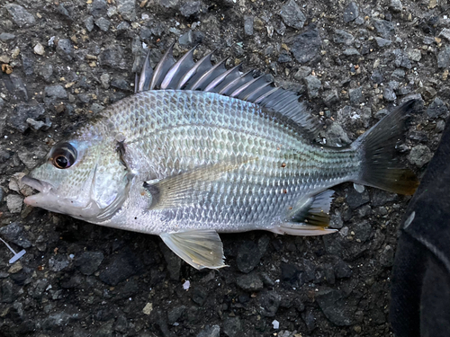 キビレの釣果