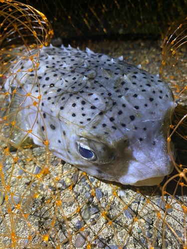 ハリセンボンの釣果