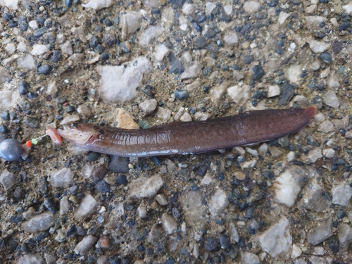 ギンポの釣果