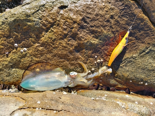 アオリイカの釣果