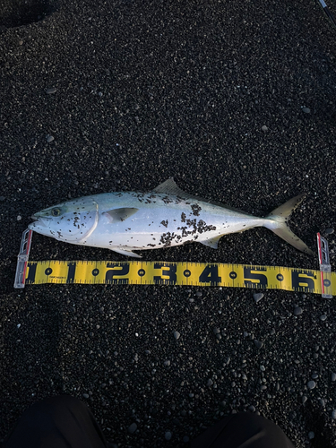 ワラサの釣果