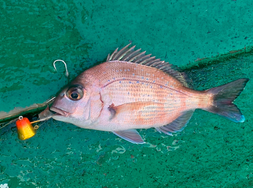 マダイの釣果