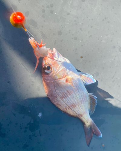 マダイの釣果