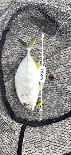 ギンガメアジの釣果