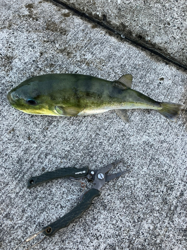 シロサバフグの釣果