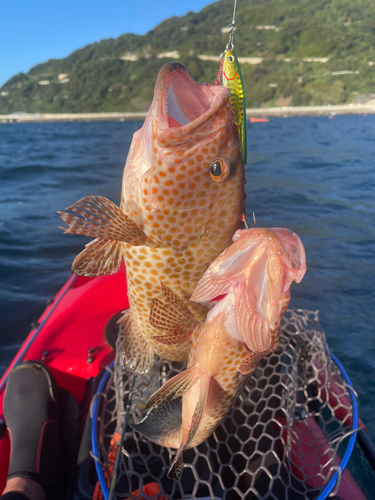 オオモンハタの釣果