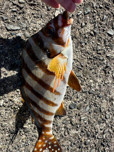 タカノハダイの釣果