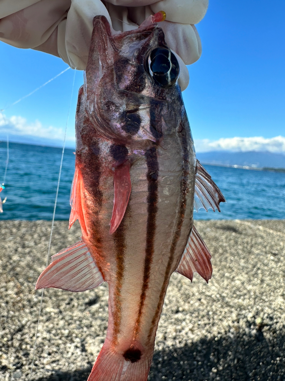 タカノハダイ