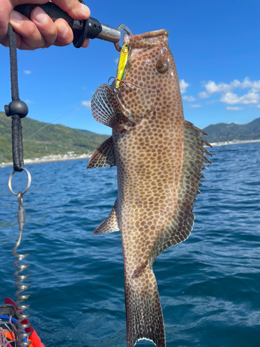 オオモンハタの釣果