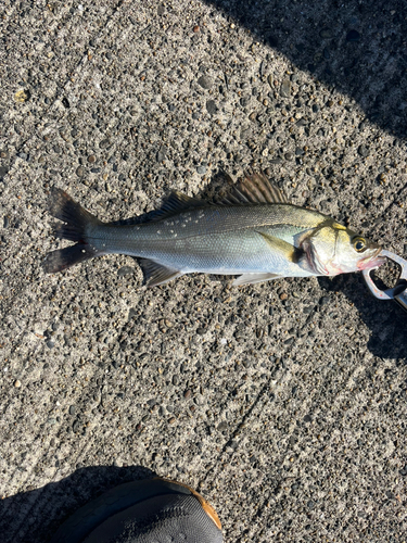 セイゴ（マルスズキ）の釣果