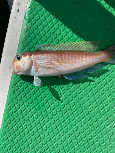 アマダイの釣果