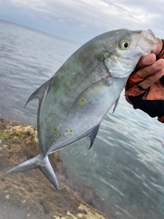 ナンヨウカイワリの釣果