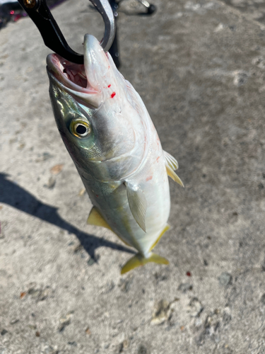 ワカシの釣果