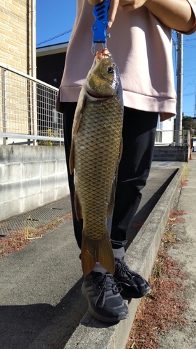 コイの釣果