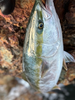 ワラサの釣果