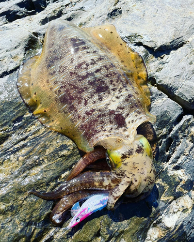 アオリイカの釣果