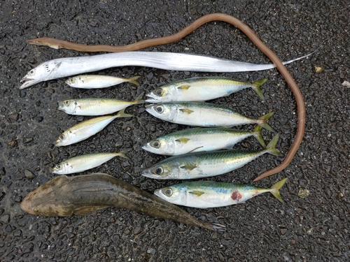 タチウオの釣果