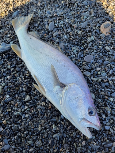 ニベの釣果