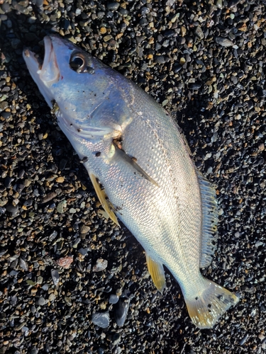 ニベの釣果