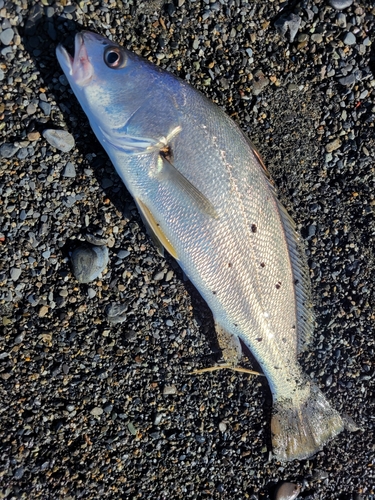 ニベの釣果