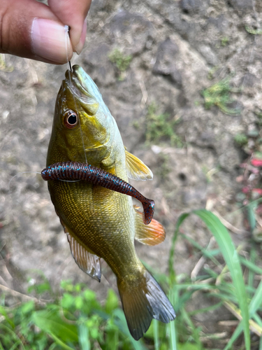 スモールマウスバスの釣果