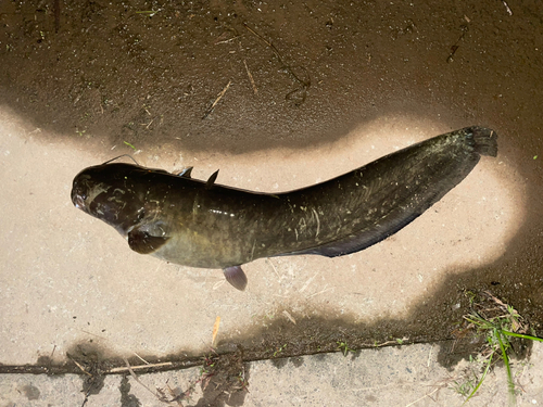 ナマズの釣果