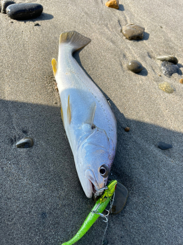 釣果