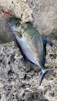 ナンヨウカイワリの釣果