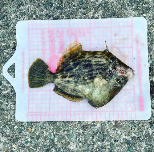 カワハギの釣果