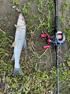 ニゴイの釣果