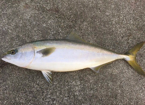 メジロの釣果