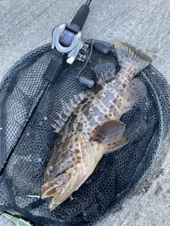 チャイロマルハタの釣果