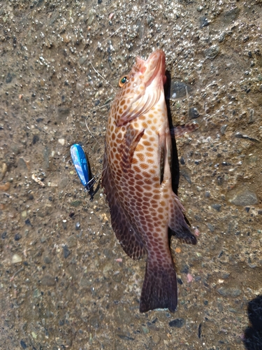 オオモンハタの釣果