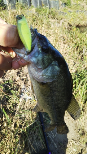 ラージマウスバスの釣果