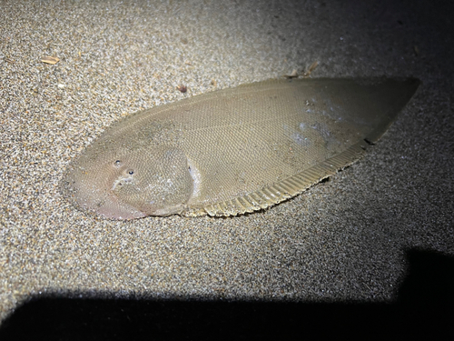 シタビラメの釣果