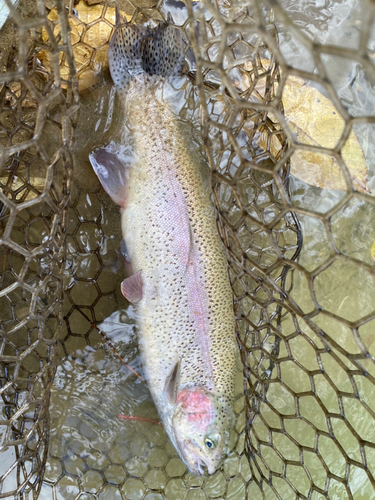 ブラウントラウトの釣果