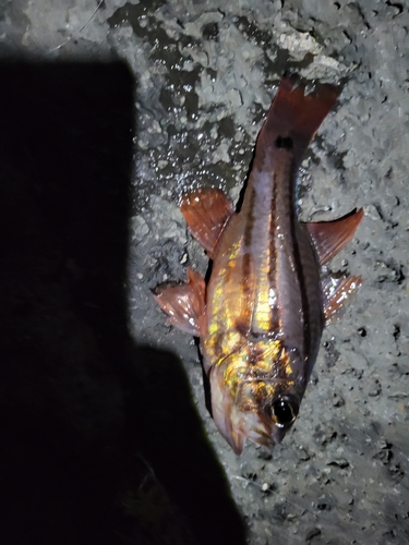 オオスジイシモチの釣果