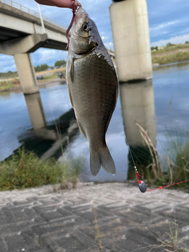 フナの釣果