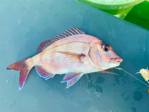 マダイの釣果