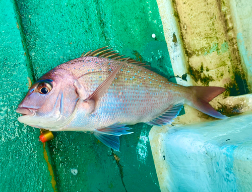 マダイの釣果