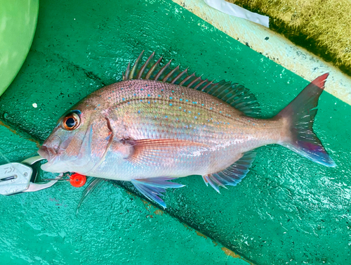 マダイの釣果