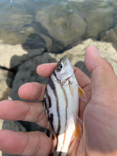 コトヒキの釣果