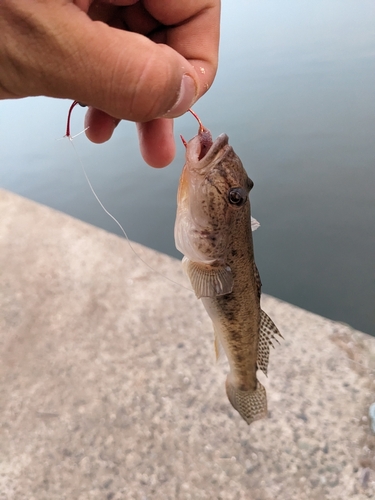 ハゼの釣果